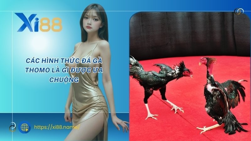 Các hình thức đá gà Thomo là gì được ưa chuộng Các hình thức đá gà Thomo là gì được ưa chuộng