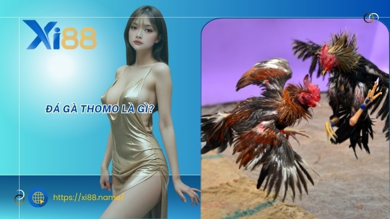 Đá gà Thomo là gì? Đá gà Thomo là gì?