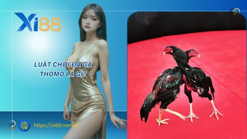 Luật chơi đá gà Thomo là gì? Luật chơi đá gà Thomo là gì?