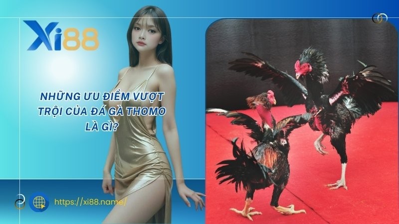 Những ưu điểm vượt trội của đá gà Thomo là gì? Những ưu điểm vượt trội của đá gà Thomo là gì?